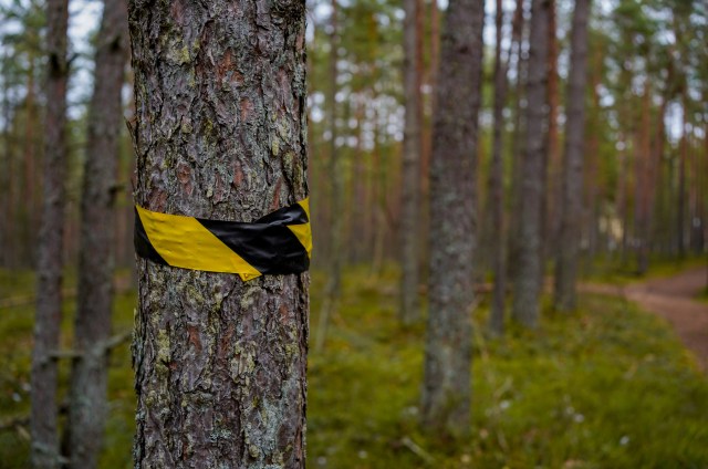 A total of 10 people are facing criminal charges in the Odesa region of Ukraine due to illegal tree-felling schemes.