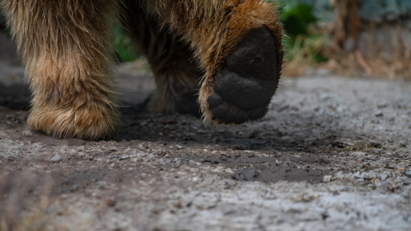 Bear attacks are most common in the late summer and early fall.