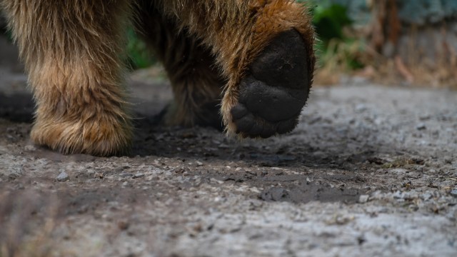 Bear attacks are most common in the late summer and early fall.