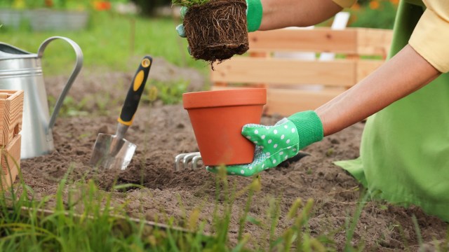One gardener shared the regrettable impact of an unwise choice involving invasive morning glory.