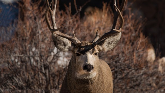 A new study shows that mule deer are avoiding areas overtaken by cheatgrass and other invasive plants.