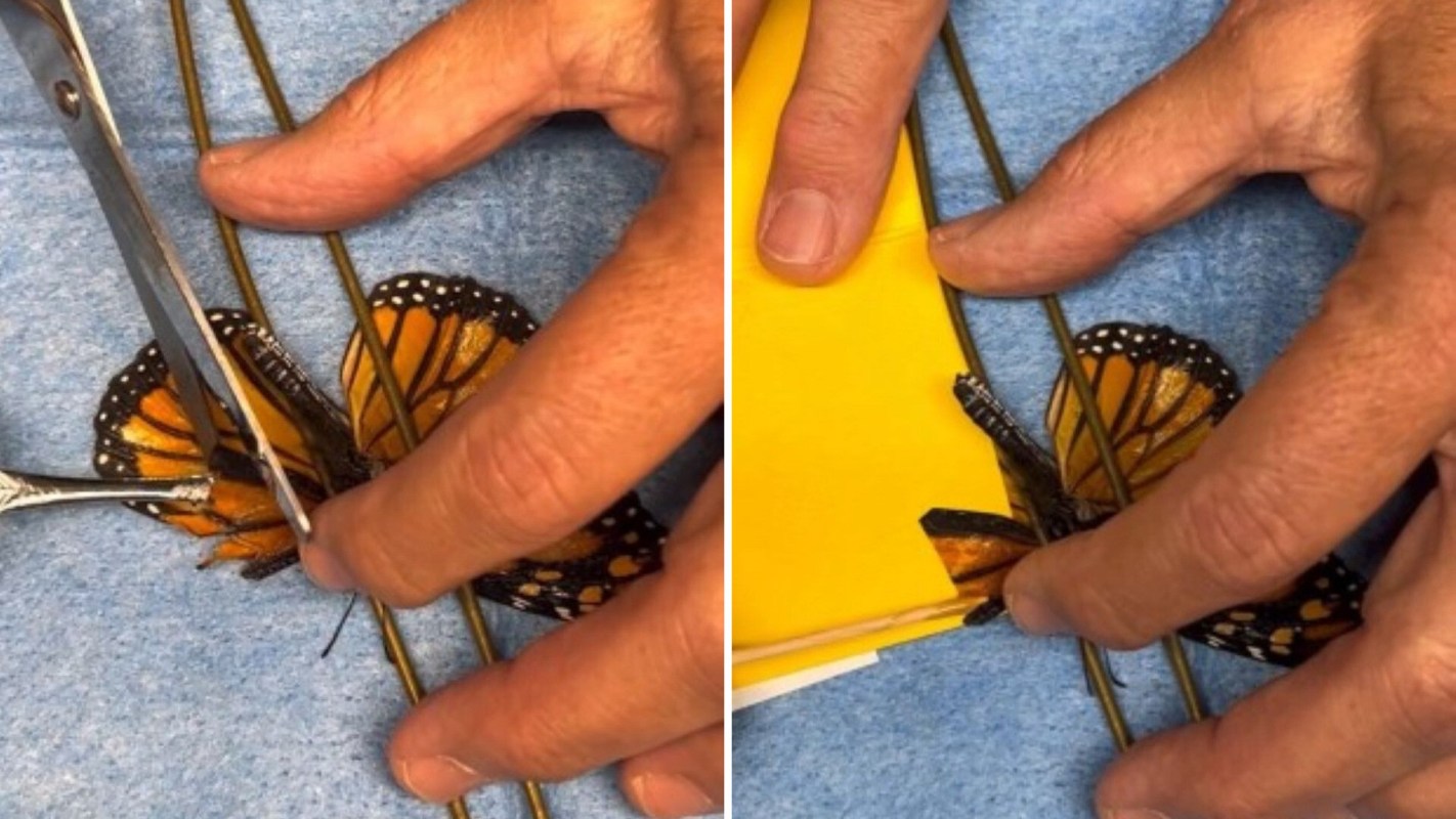 A wildlife rehabilitation center on Long Island, New York, performed a life-saving wing transplant on a monarch butterfly.