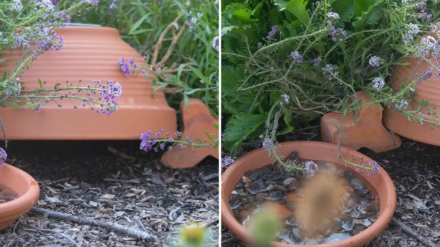 One California gardener went viral on TikTok, sharing the benefits of having toads in your backyard — the video has over 1 million views.