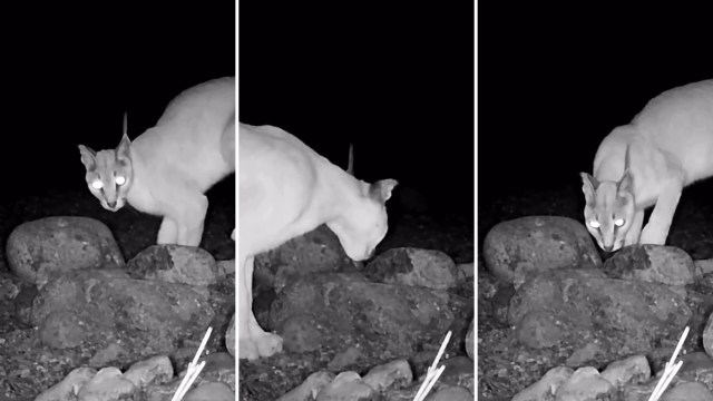 Conservationists in the UAE captured extraordinary footage of an Arabian caracal thanks to a trail camera.