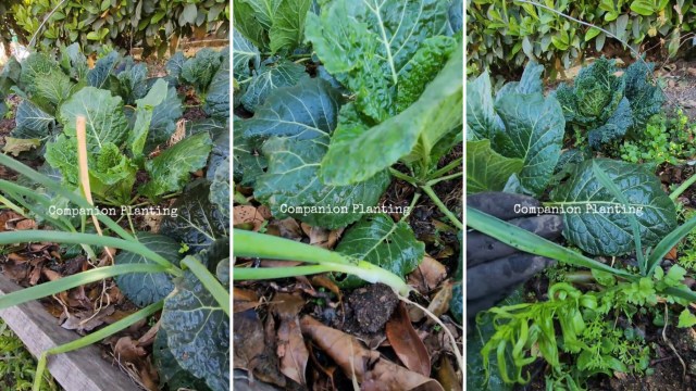 "A vision of perfection."