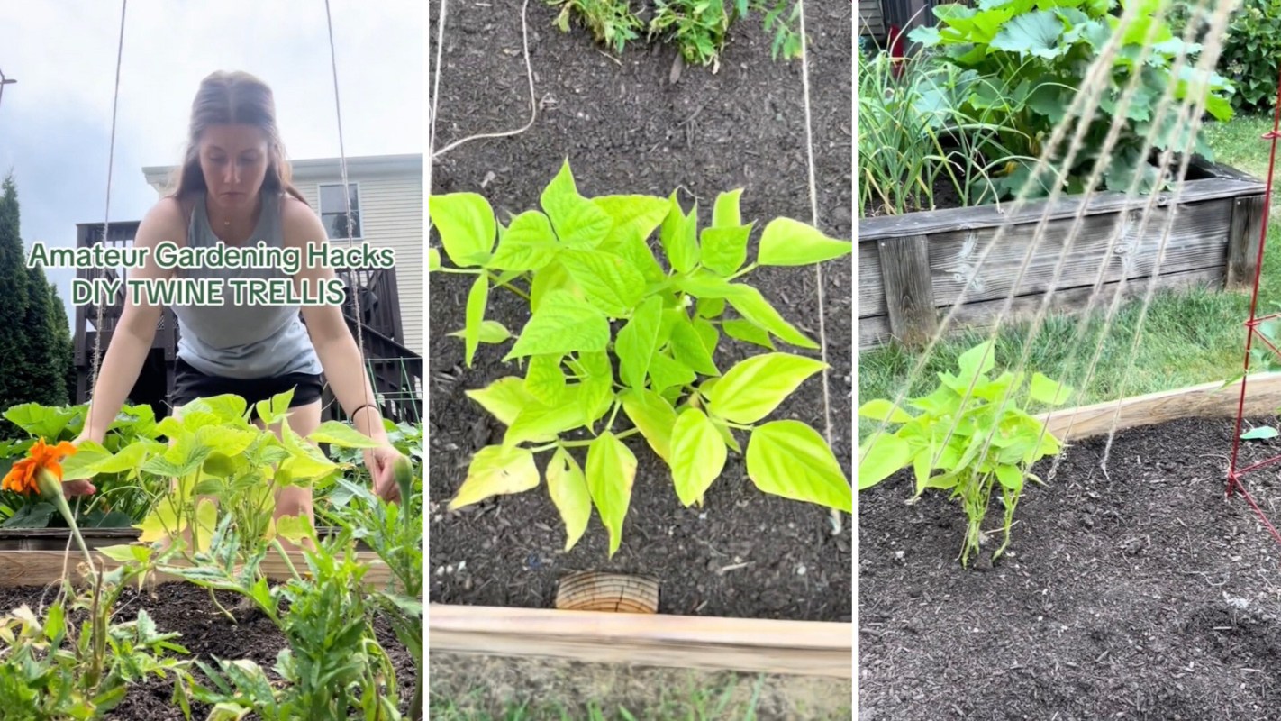 One clever gardener showcased her trellis hack on TikTok, revealing how it saves space and promotes healthier plant growth.