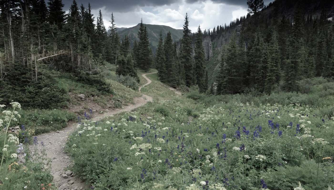 Scientists discovered that even remote, pristine ecosystems are not safe from declining insect populations.