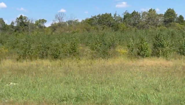 One Reddit user's video showcased a drive through the middle of Tennessee, featuring 20 acres of invasive Bradford pear trees.