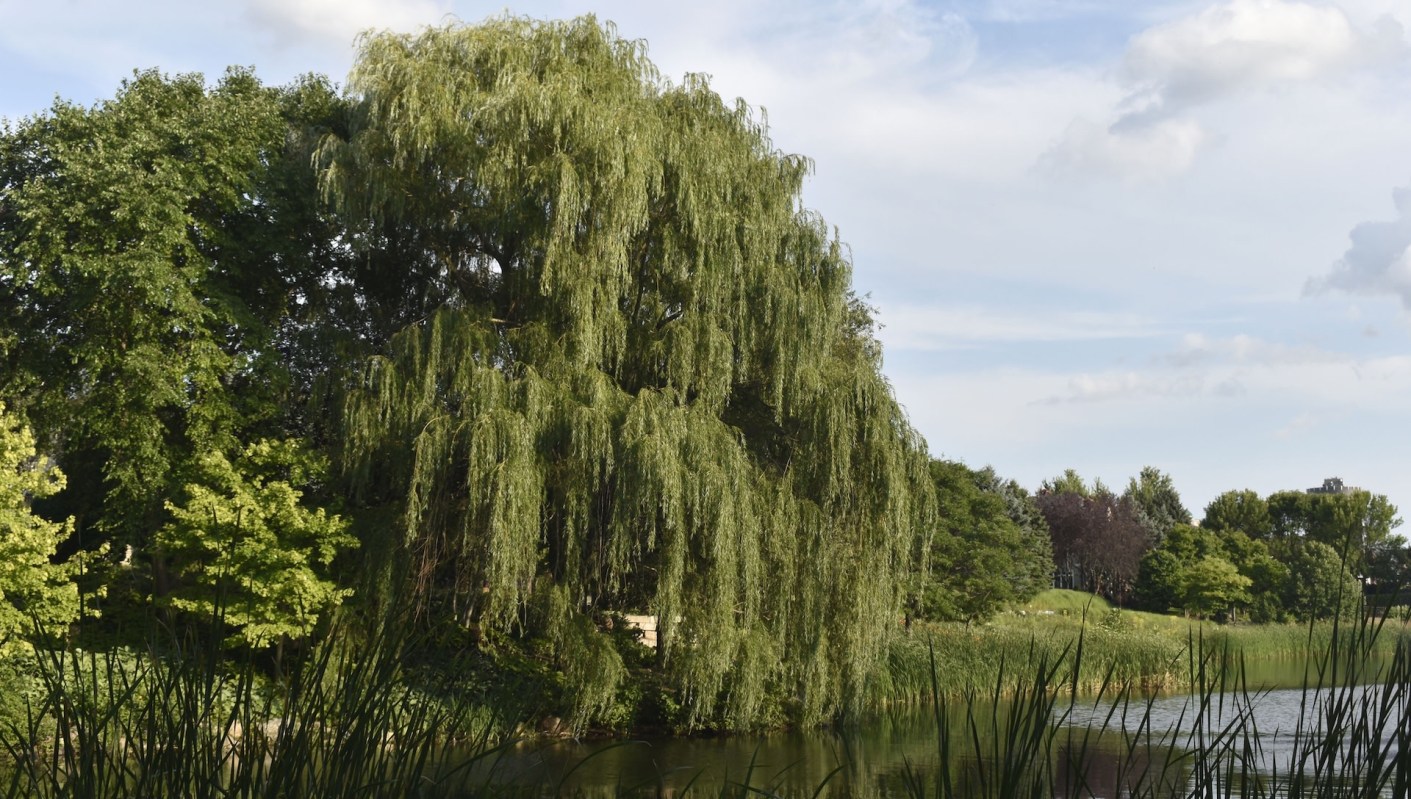 "Writhing mass of fish."