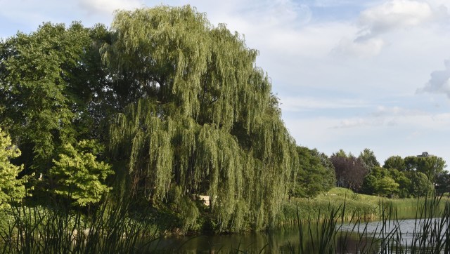 "Writhing mass of fish."