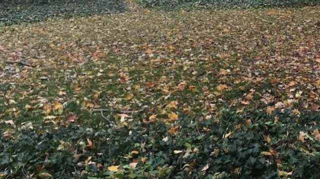 Invasive plants can cause a lot of damage very quickly, so they should be swiftly removed once spotted.