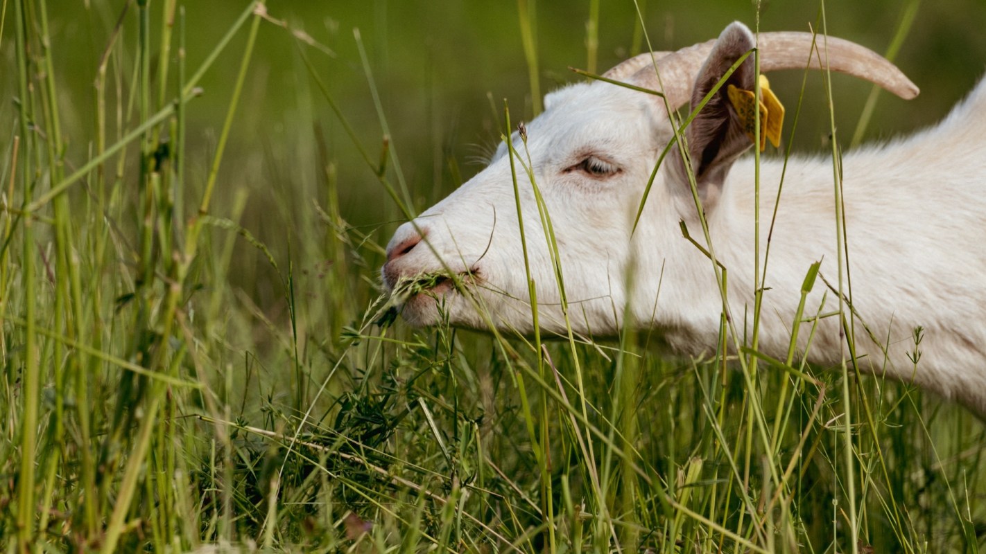 "They can do things that people and herbicides can't do."