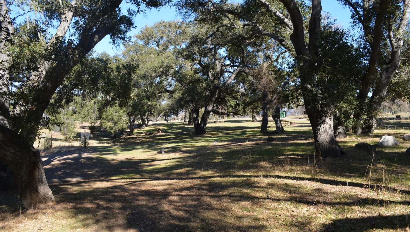 Park officials in Portland, Texas, are taking action to eliminate a pair of invasive tree species causing substantial damage in the area.