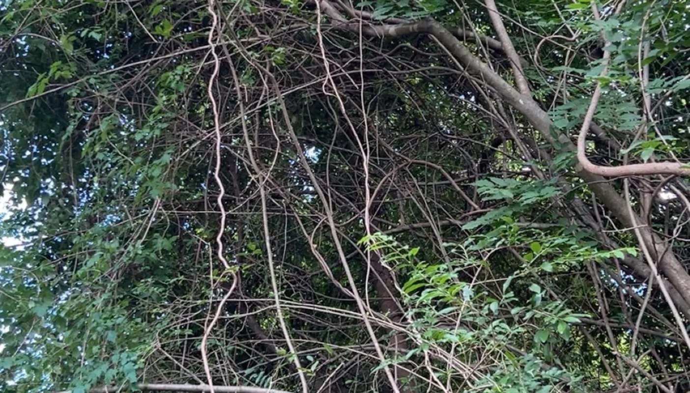 A homeowner reached out to the r/landscaping subreddit for advice on dealing with some neighborly intrusion from invasive vines.