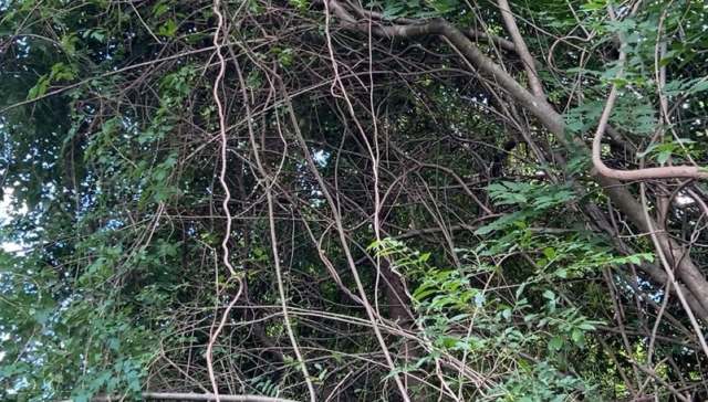 A homeowner reached out to the r/landscaping subreddit for advice on dealing with some neighborly intrusion from invasive vines.