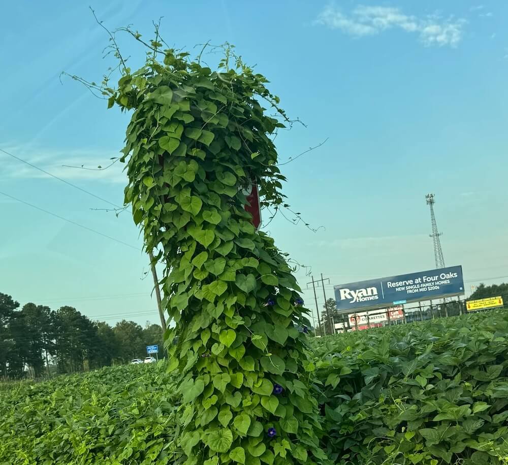 "It can spread super fast."