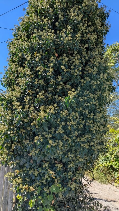 English ivy is known to outgrow smaller natives, blocking out sunlight and eventually killing them.