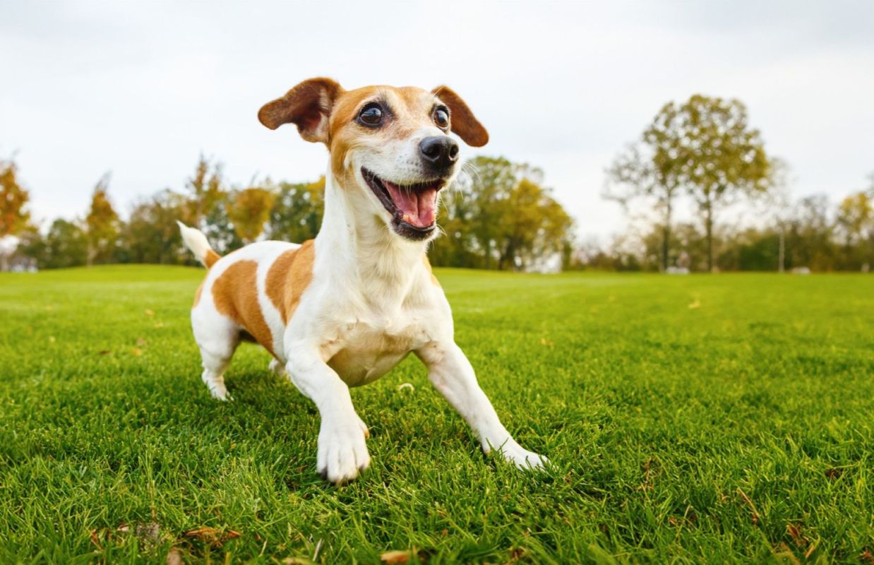 Scientists are discovering that pets of all kinds may be able to aid us in performing effective environmental monitoring.