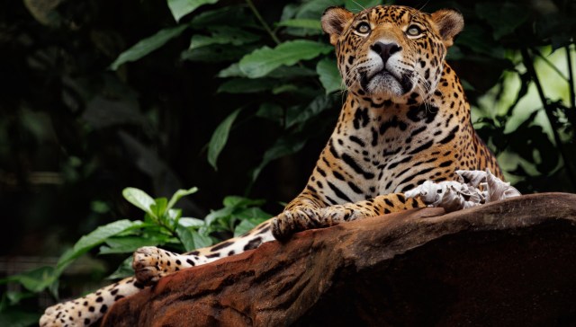 The number of jaguars living near humans has jumped more than 400% in the past decade.