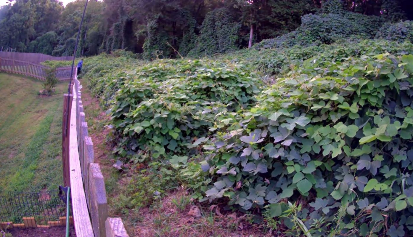 Goats were filmed clearing a large area of kudzu in Tennessee in just over 38 hours in a viral TikTok.