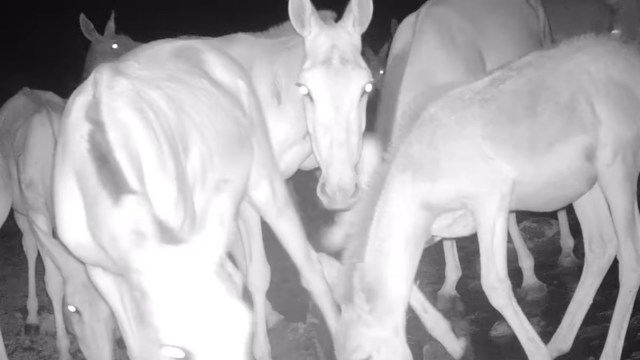 Hidden trail cameras, strategically placed throughout Altyn-Emel National Park in Kazakhstan, delighted viewers with a rare scene: a small herd of kulans.