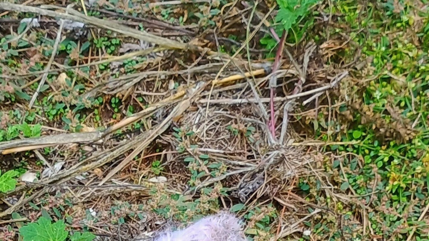 "The Devil's underpants."