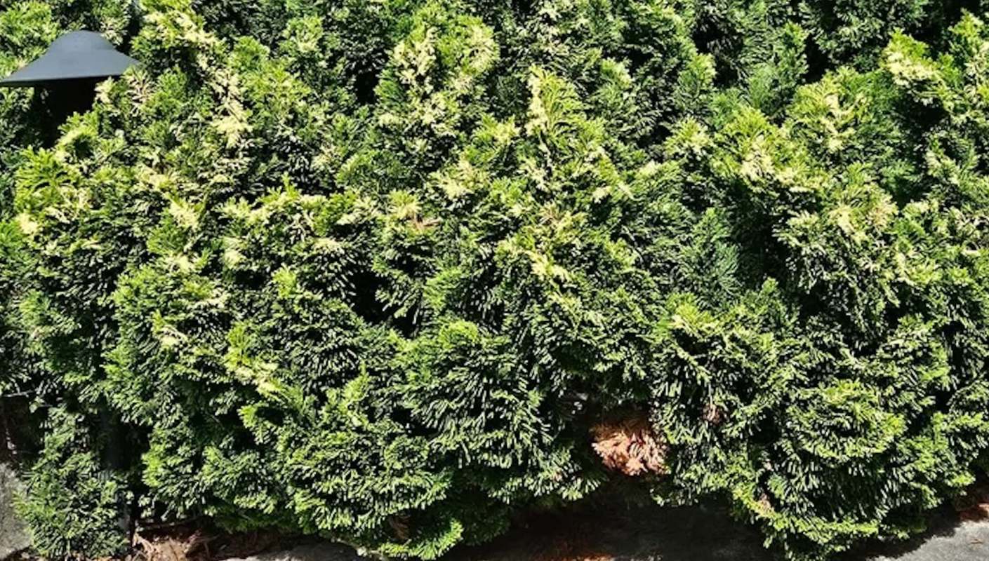 "This stuff doesn't belong in plant beds."