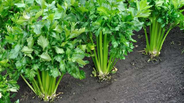 One clever gardener discovered that planting lemon balm with celery can naturally solve some common gardening headaches.