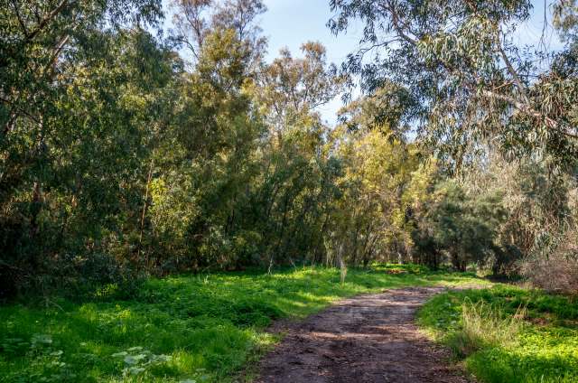 Trail cameras can be placed in areas where they’re not easily spotted by wildlife.