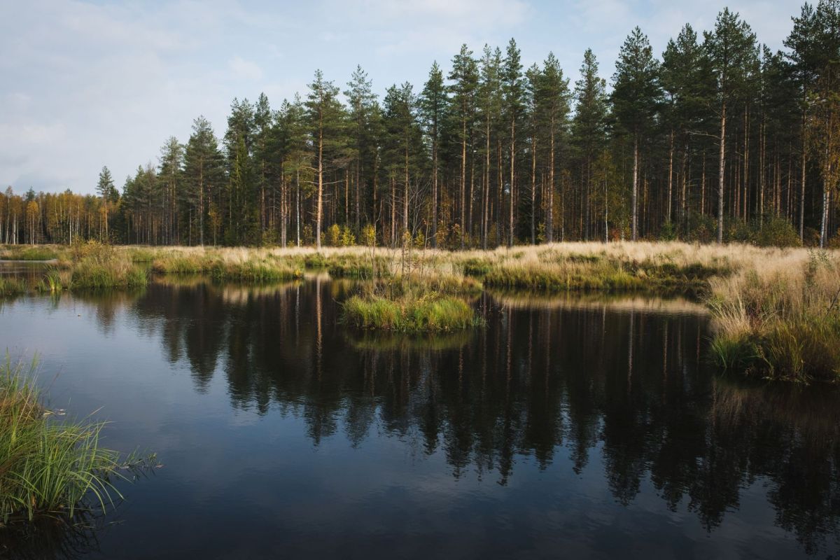 In eastern Finland, local villagers have sparked an ecological renaissance by repurposing a former peat mine into the Linnunsuo wetland.