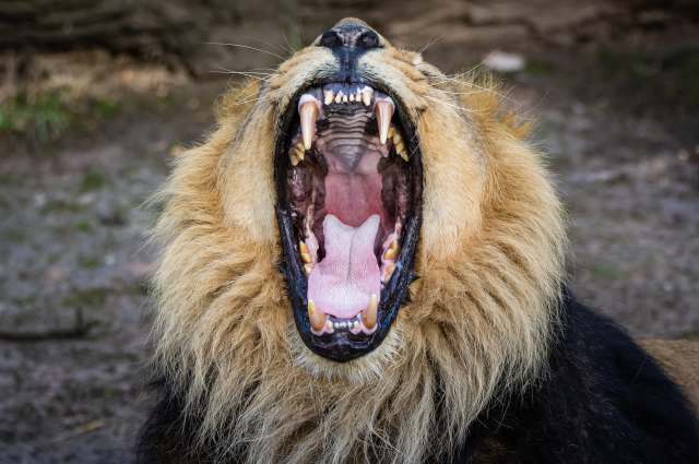 "He should be fined."