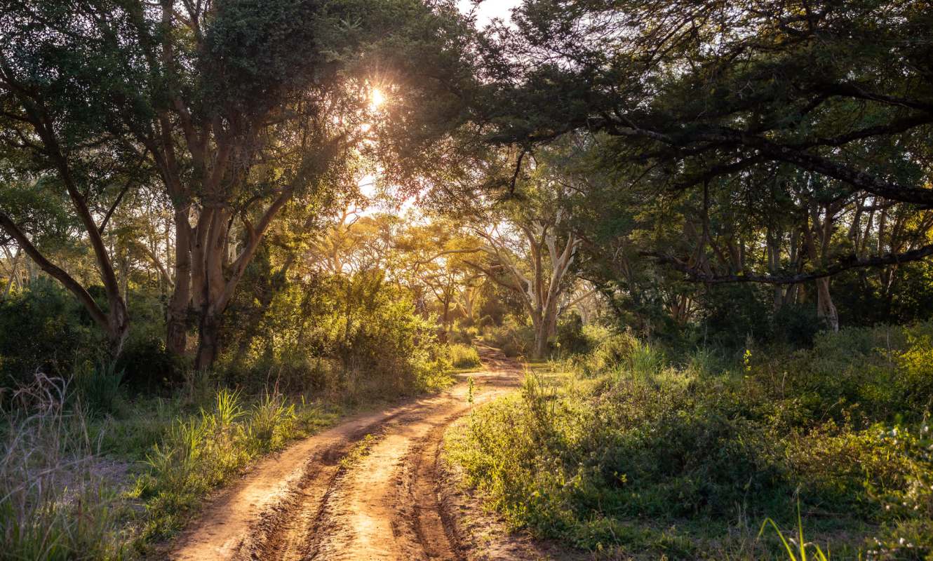 "The CAR government, WCS, and partners have worked hard to secure this landscape against poaching and conflict."