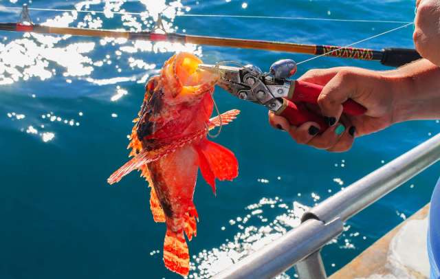 Palm Beach resident Paul Carlson recently earned the title of "Lionfish King" in the 10th annual Florida Fish and Wildlife Conservation Commission's Lionfish Challenge.