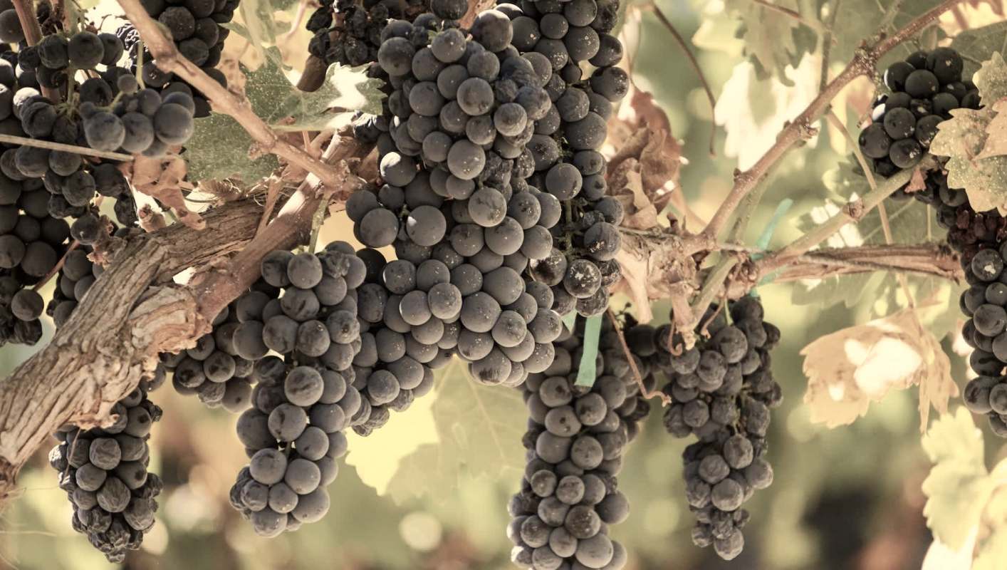 A farmer in Lodi, California, was forced to dump 25 tons of his wine grape crop after a winery rejected the grapes for having low Brix.