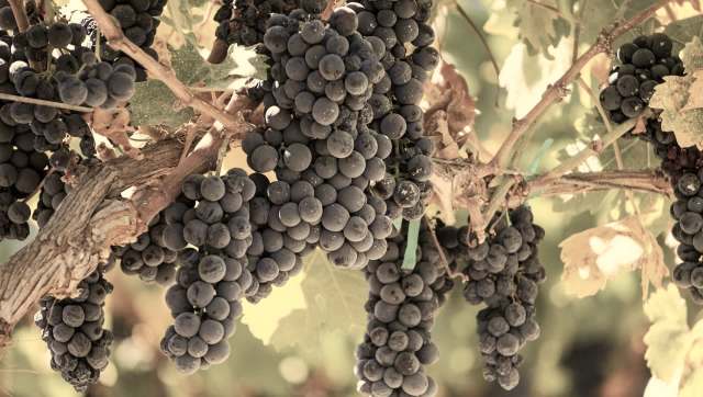 A farmer in Lodi, California, was forced to dump 25 tons of his wine grape crop after a winery rejected the grapes for having low Brix.
