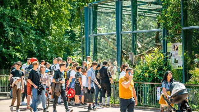 A viral TikTok video showed an adult zoogoer swinging a bag at a monkey, resulting in an outcry over the man's behavior.