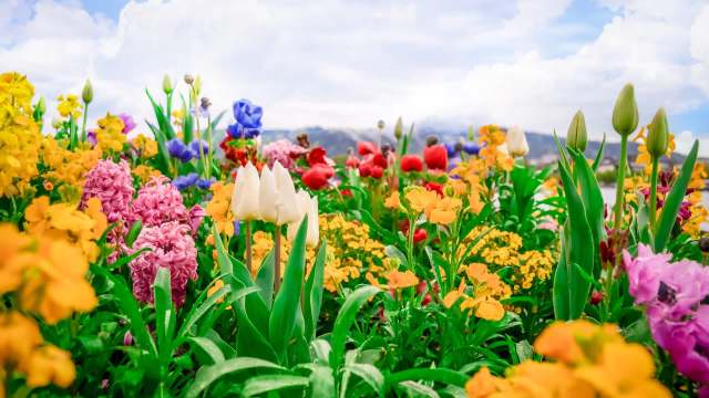 One gardener shared their expert advice on why marigolds and companion planting are essential for a thriving garden.