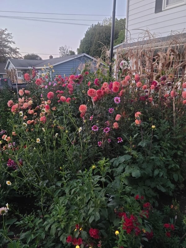 One Redditor shared how their native lawn conversion turned their ugly suburban lawn into an epic pollinator's paradise.