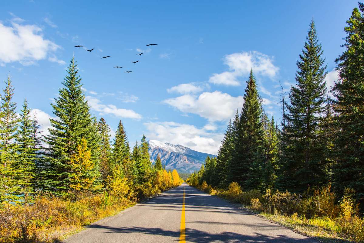 "Birds are having to move to new areas."