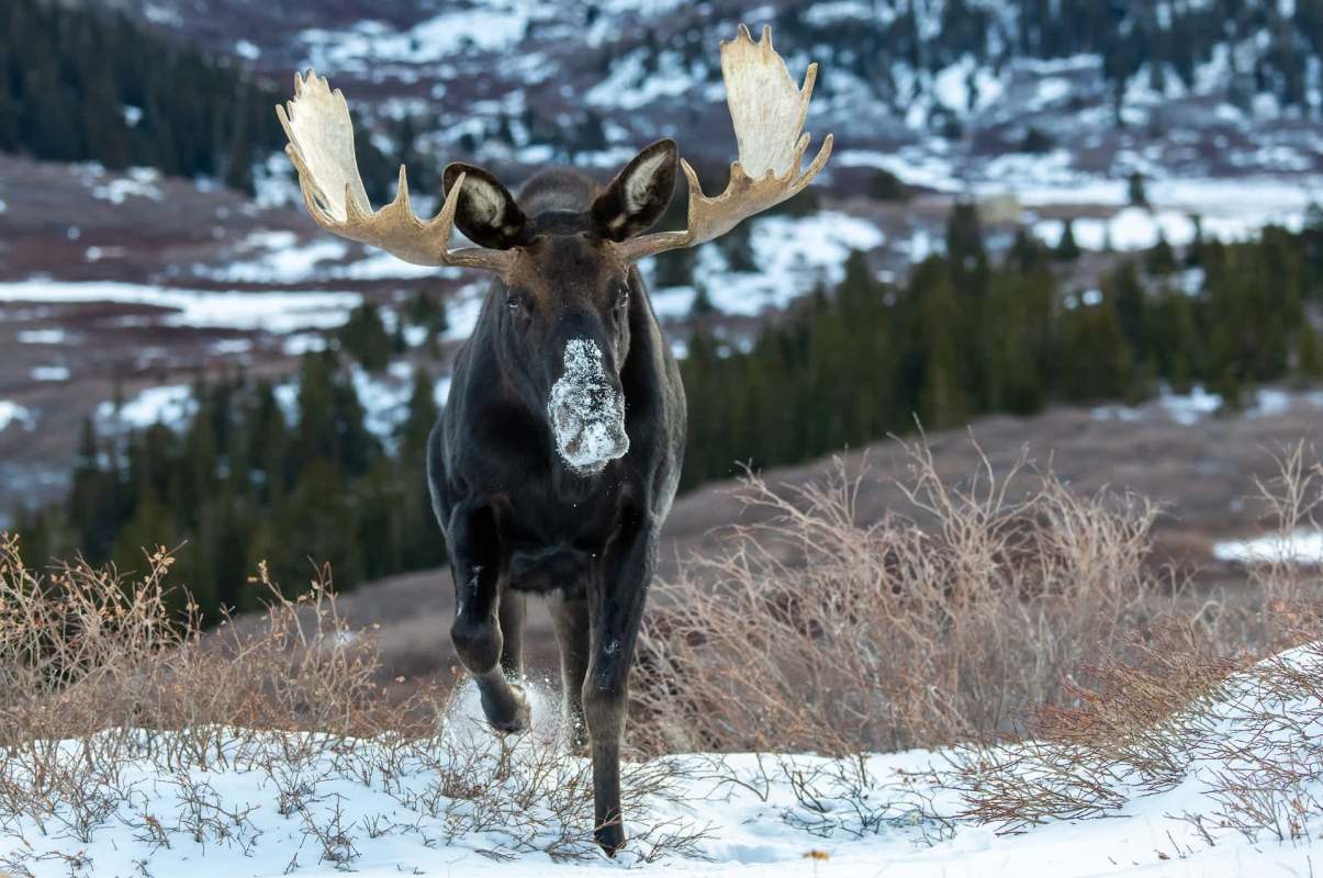A Montana couple was injured after being charged by a mama moose, provoked by their pet dogs.