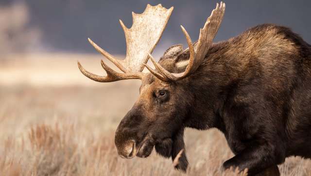 A bull moose in Maine found itself in a precarious situation when it fell into an abandoned well on private property.