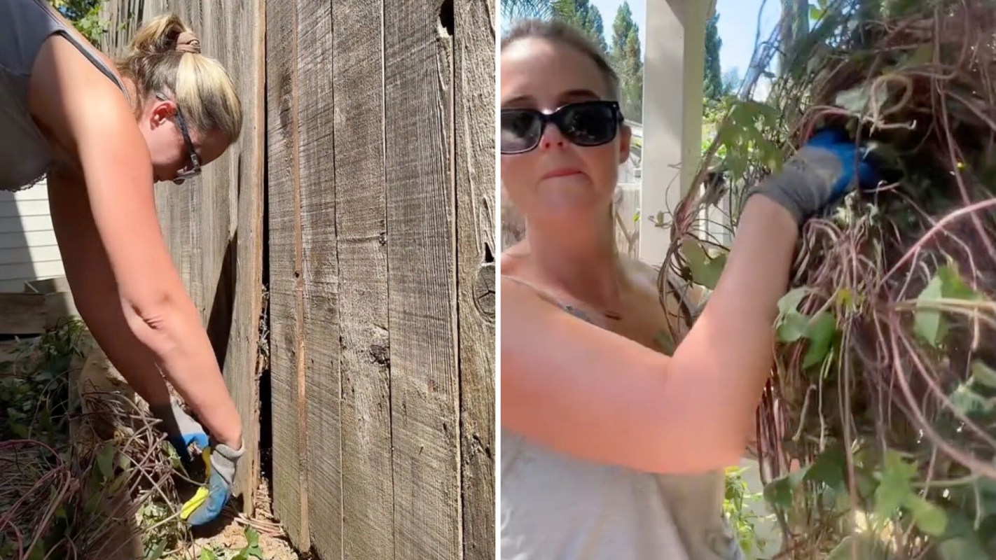 The disruptive morning glory plant can quickly overtake a garden, as one California homeowner illustrates in a TikTok video.