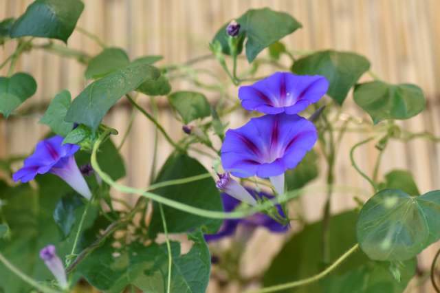One gardener shared a TikTok to relay the dangers of growing morning glory, which can easily spread to neighboring gardens.