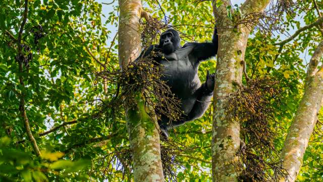 "Human activities still pose risks."