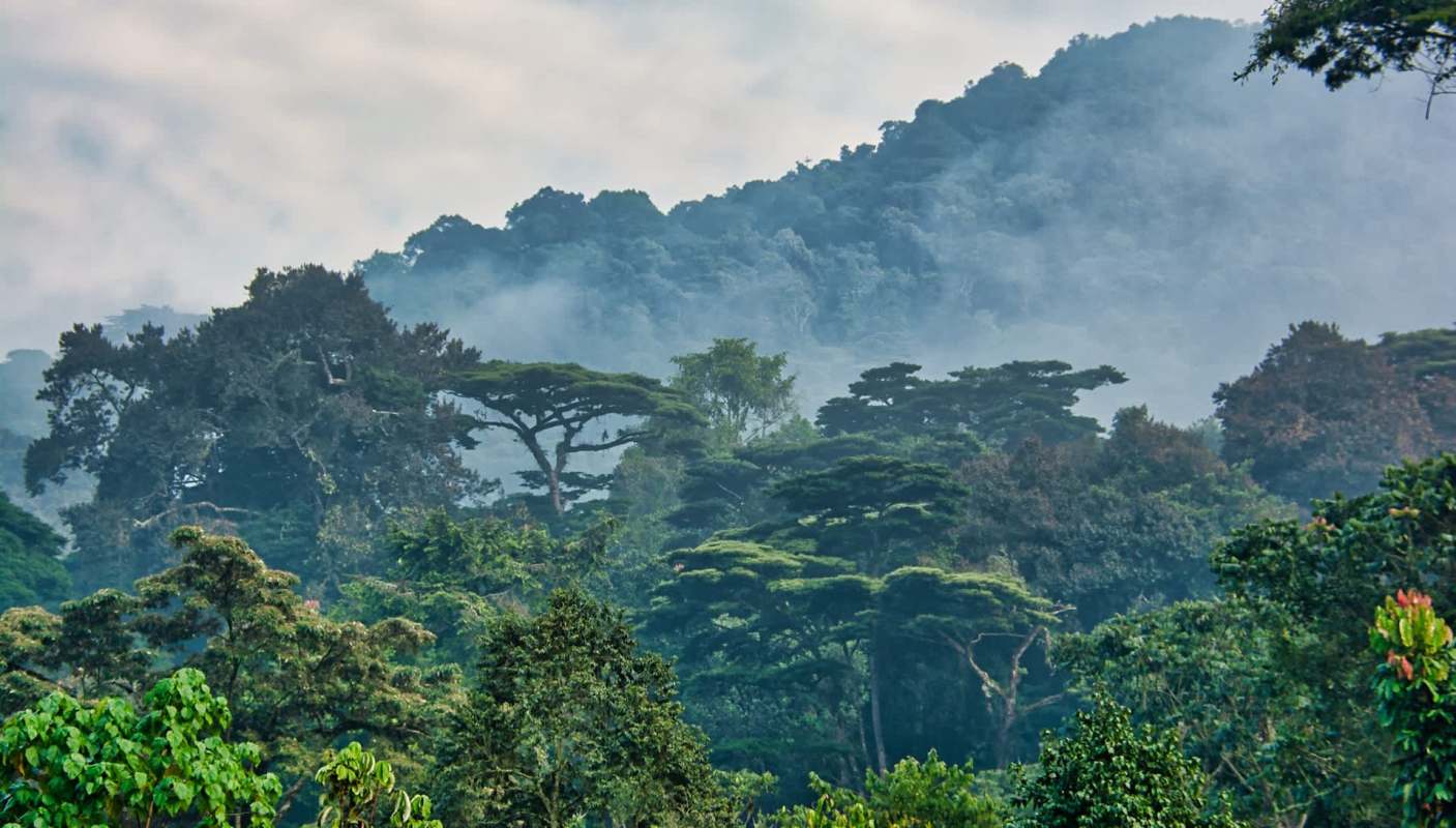 Mountain gorillas in Uganda are being better protected and understood thanks to tourism in Bwindi Impenetrable National Park.