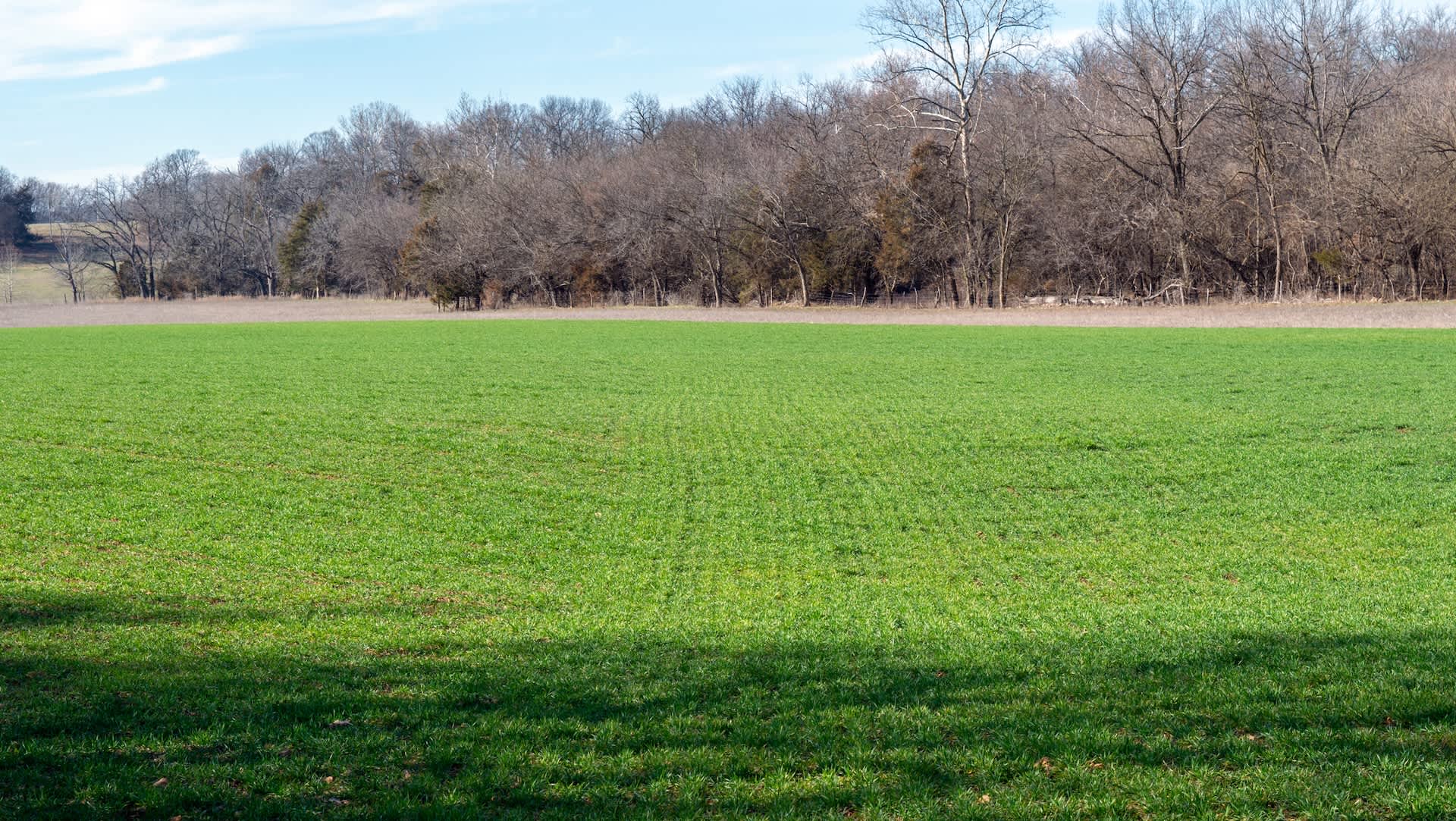 Experts stunned after trail cameras capture footage of wild predator in unexpected location: 'Not very common'