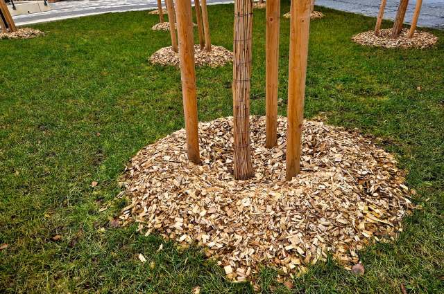 One gardener is warning against mulch volcanoes, sharing how they can harm your trees, and suggesting better alternatives.
