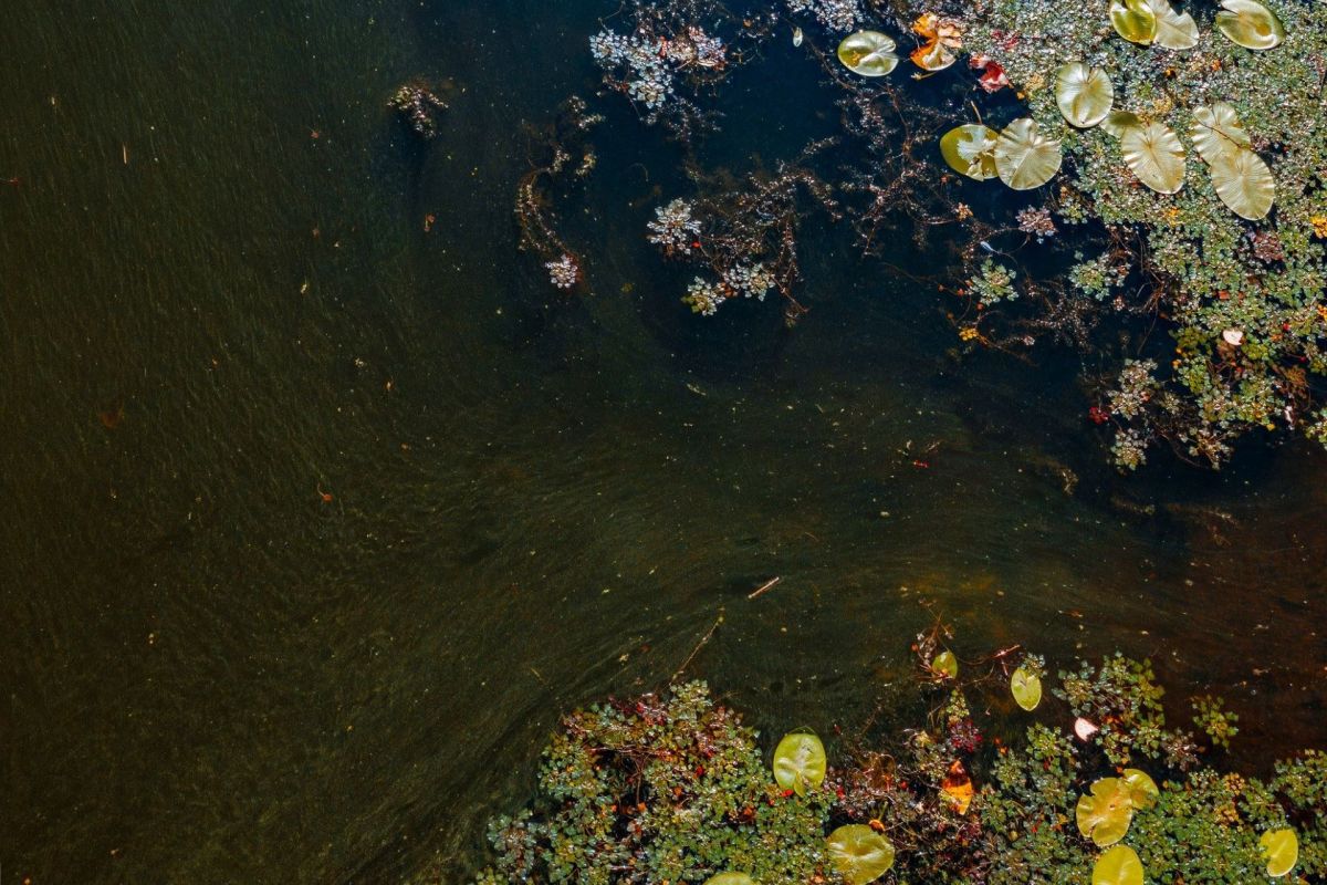 Swans are among the most protected and culturally significant birds in the U.K., as highlighted by a recent swan rescue effort.