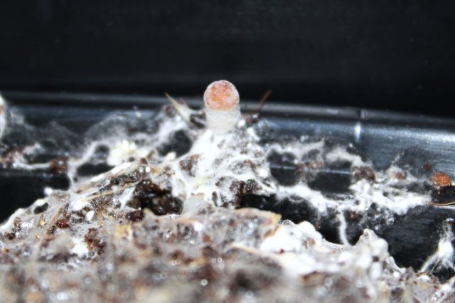 A team of university students from Germany has worked with an unusual material that could revolutionize affordable housing.