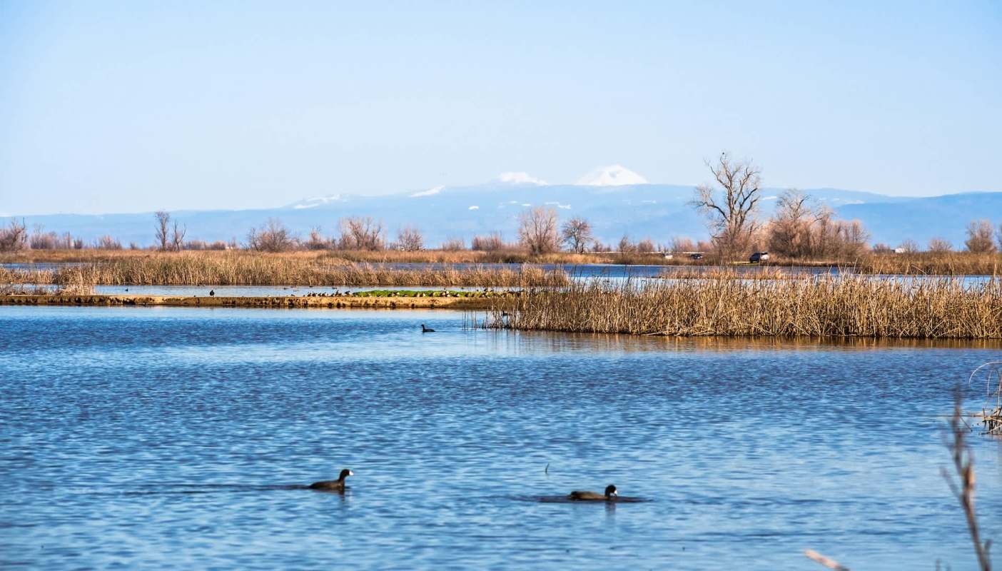 Gov. Gavin Newsom signed into law a bill that allows the hunting of mute swans in California.